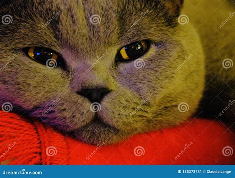 Portrait British Shorthair Cat Stock Image Image Of Golden Grey