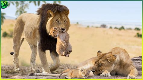 Why Male Lions Kill Their Cubs Youtube