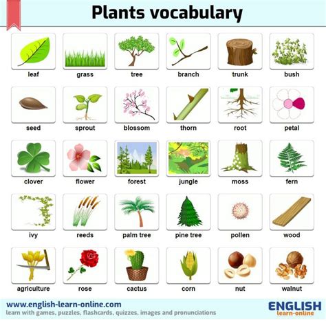 Plants Vocabulary In English Plants Vocabulary English Vocabulary
