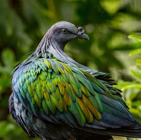 The Colorful Nicobar Pigeon Is The Closest Living Relative Of The Dodo