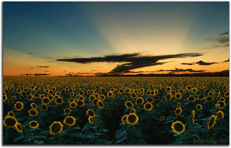 Mile High Sunflowers An Ocean Of Sunflowers At Sunset Near Flickr