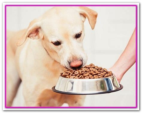Veterinarians highly recommend this dry cat food for sensitive stomachs. Best Dog Food For Large Breed Puppy With Sensitive Stomach ...