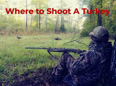 Where To Shoot A Turkey A Guide For Hunters