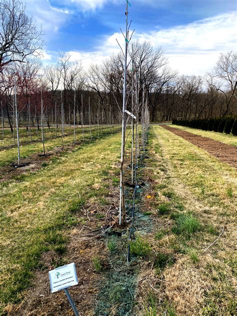 Casey Tree Sets Tree Planting Record Midcity Dc News