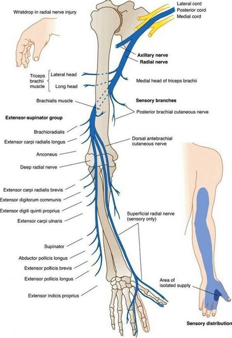 Post Op Elbow Brace Radial Nerve Medical Anatomy Nerve Anatomy