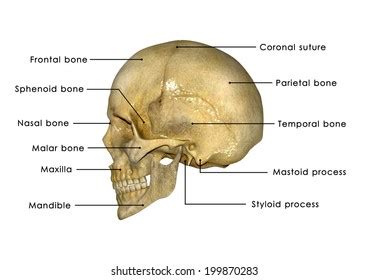 It was then cleaned, adapted and polypainted this model is part of a comparison with the skull of a human. Human Skull Anatomy Images, Stock Photos & Vectors | Shutterstock
