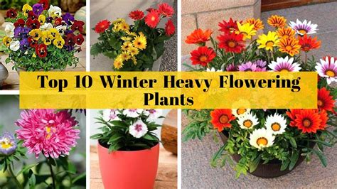 Top 10 Winter Heavy Flowering Plants Winter Season Flowering Plants