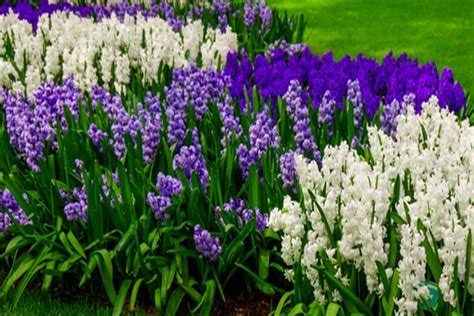 Planting Fall Bulbs 3 Great Varieties To Add Color To