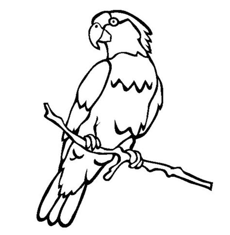 Parrot Drawing With Colour At Getdrawings Free Download