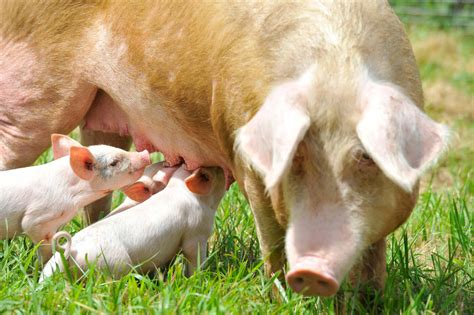 Piglets Rescued First Photos Peta