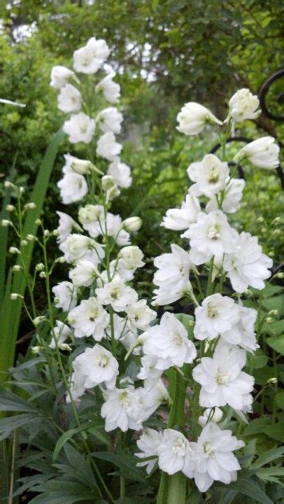 White Delphinium White Gardens White Flowers Delphinium