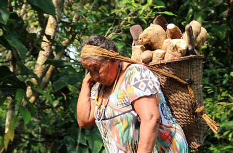 Importância Da Mandioca Na Alimentação Dos Povos Indígenas Do Brasil