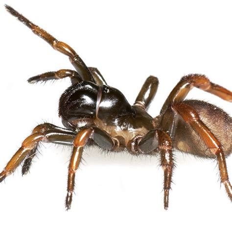 Die spinne im bett antworten abbrechen. Biologie: Neue Riesenspinne auf Madagaskar entdeckt - WELT