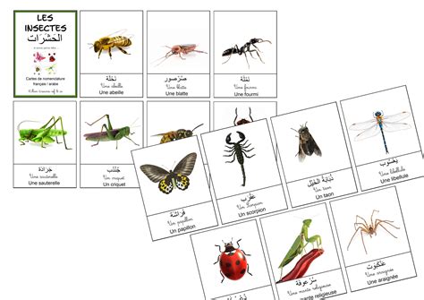 Cartes De Nomenclature Les Insectes Fr Ar Mon Tisouris Ief