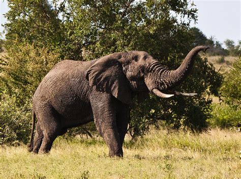 Trumpeting Elephant Photograph by Kathy Hutchings