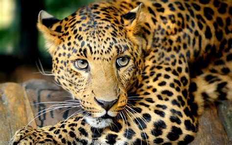 Download Wallpaper Big Cat Leopard Eyes Whiskers Carnivore By