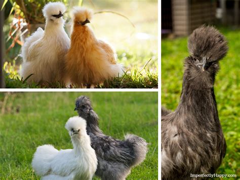 The Silkie Chicken Breed The Imperfectly Happy Home
