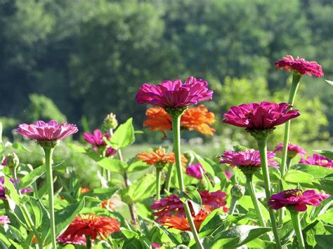 Zinnias In Bloom Photograph By Patricia Oldfield Pixels