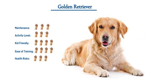 Golden Retriever Dog Breed Everything That You Need To