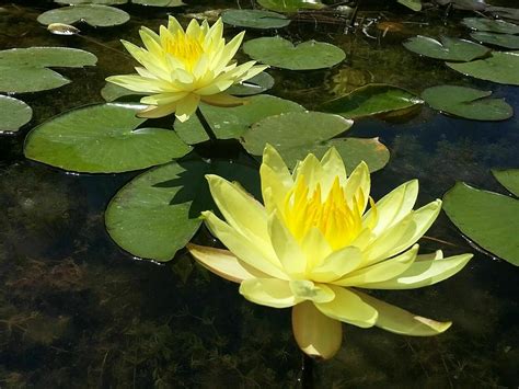 Yellow Live Deep Water Lily Pond Bare Rooted Etsy Uk Water Lily