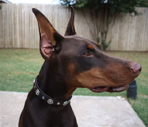 1000 Images About Doberman Ear Cropping On Pinterest Spaniels A