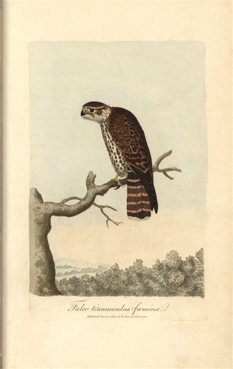 Amazon Kestrel Falco Tinnunculus Female Poster Print By