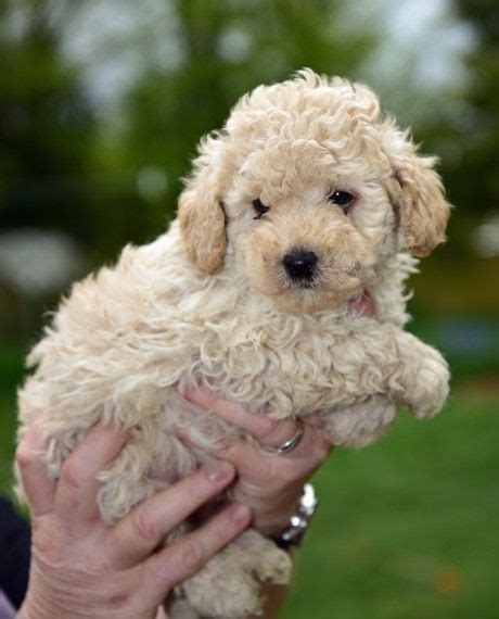 Find the perfect puppy for sale in ann arbor, michigan at next day pets. Toy Poodle Puppies For Sale | Ann Arbor, MI #195980