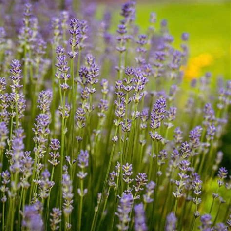 Provence Lavender Plants Express