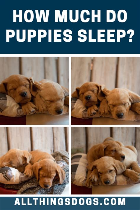 How Much Do Puppies Sleep The Puppy Sleep Calculator Artofit