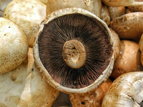 Image champignons-2 : Free Images : food, produce, fungus, fungi, bolete ...