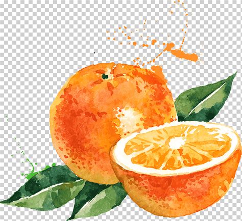 Ilustración naranja en rodajas acuarela pintura dibujo naranja