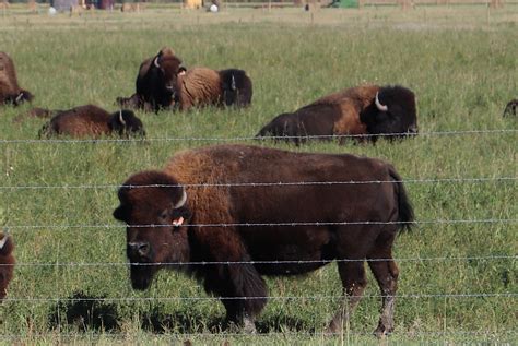 Optimism In The Canadian Bison Industry Cochranenow Cochrane