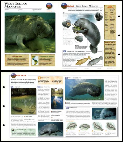 West Indian Manatee 80 Mammals Wildlife Explorer Fold Out Card