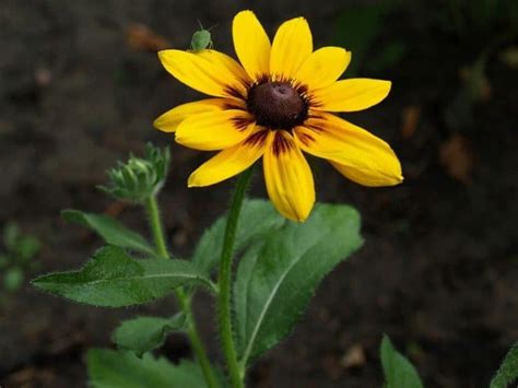 Black Eyed Susan Rudbeckia Hirta How To Grow And Care Florgeous