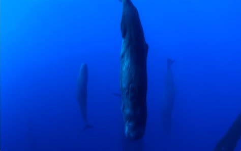 Amazing Footage Of Sperm Whales Sleeping Vertically Video One Green