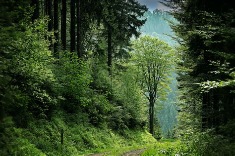 1000 Interesting Forest Path Photos · Pexels · Free Stock Photos