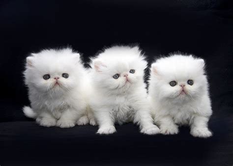 Safely ship your cat anywhere! Persian cat price range. Persian kittens for sale cost ...