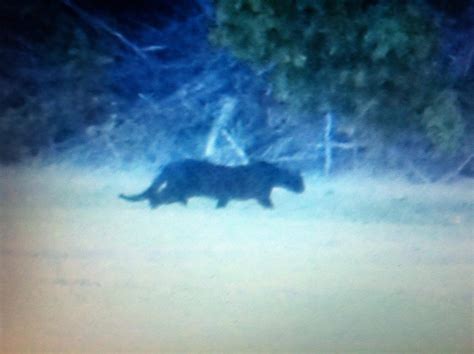Texas Cryptid Hunter Black Panther Allegedly Photographed In Louisiana