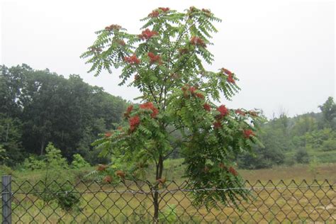 Heaven's tree / trees in heaven. Tree of Heaven, the DOUBLE EDGED SWORD | New Castle Lawn ...
