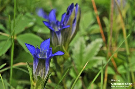 Gentiana Parryi Parrys Gentian Medicinal Uses Charles W Kane