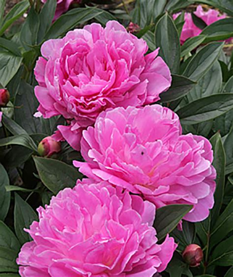 Peony Great Hill Horticulture Foundation