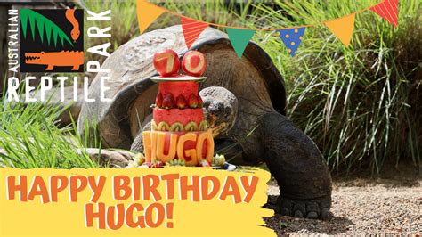 Hugos 70th Birthday 🐢 The Australian Reptile Park Youtube