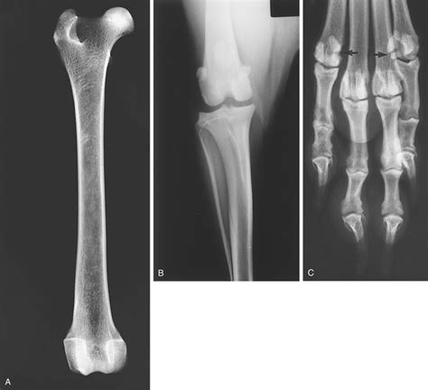 Bones And Joints Veterian Key