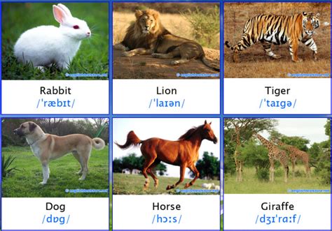 Nama-nama binatang dalam bahasa inggris (bergambar) | belajar bahasa inggris