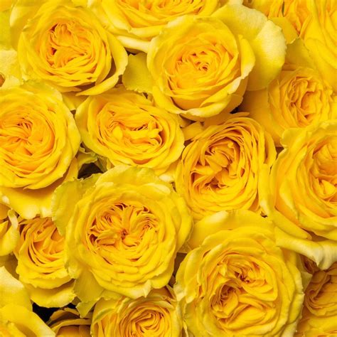 Brilliant Stars Yellow Spray Rose Esmeralda Farms Wholesale Flowers