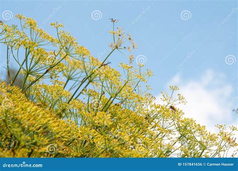 Yellow Flowering Fennel Bush In Kitchen Garden Stock Photo Image Of