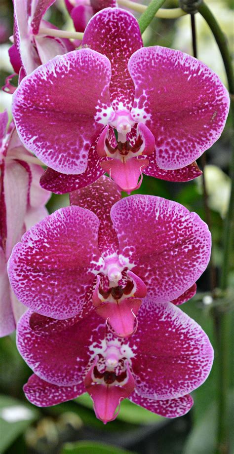 Thailand Orchids Wil 5835 Amazing Flowers Orchid Flower Rare Flowers