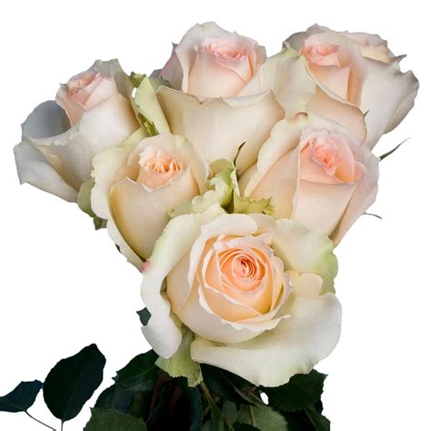 Globalrose Fresh Peach Color Roses 100 Stems Versilia Medium 100