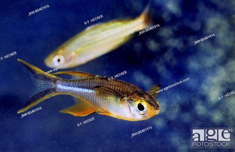 Celebes Sunrayfish Celebes Rainbowfish Marosatherina Ladigesi
