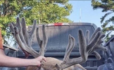 Record Class Fort Campbell Buck Killed By Vehicle The Best And Most Complete Hunting Tips